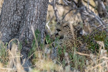 Leopard in wild savanna , Animal of africa