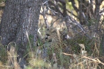 Leopard in wild savanna , Animal of africa