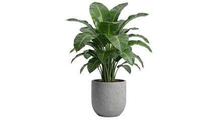 Tropical Green Plant with Long Leaves in Gray Pot Isolated on Transparent Background
