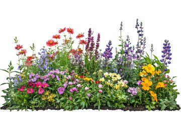 Isolated Border of colorful wildflowers