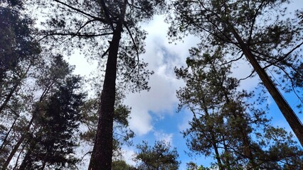 Fototapeta premium Looking Up Through Pine Trees, Tree and Cloud View to Sky, Forest Canopy