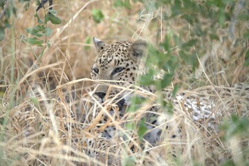 Leopard in wild savanna , Animal of africa