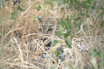 Leopard in wild savanna , Animal of africa