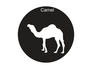 Camel-25