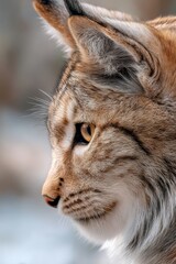Fototapeta premium Incredible Close Up Shot of a Lynx's Tufted Ear and Fur Details Captivating Nature's Finest Beauty