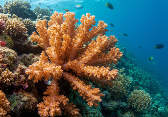 Coral formation thriving under clear blue ocean water  