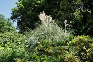 パンパスグラス