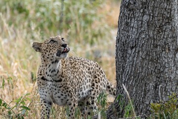 Leopard in wild savanna , Animal of africa