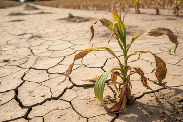 Drought-Stricken Crop in Cracked Dry Soil
Withered crop plant struggling to survive in parched, cracked earth during a severe drought, highlighting climate change and food insecurity.
