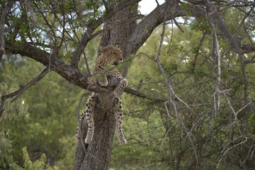 Leopard in wild savanna , Animal of africa
