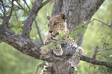 Leopard in wild savanna , Animal of africa