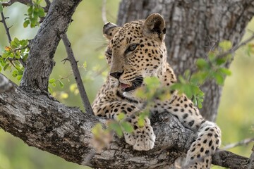 Leopard in wild savanna , Animal of africa