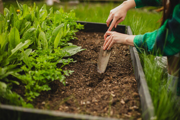 Naklejka premium Eco-Friendly Lifestyle: Woman Planting in Backyard Garden