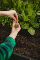 Fototapeta premium Eco-Friendly Lifestyle: Woman Planting in Backyard Garden