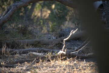 Leopard in wild savanna , Animal of africa