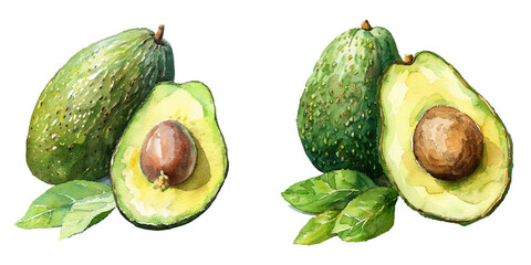 avocado watercolor vector illustration © Dar