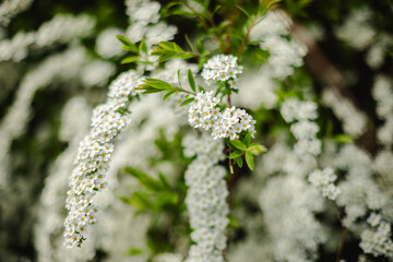 spring in the forest