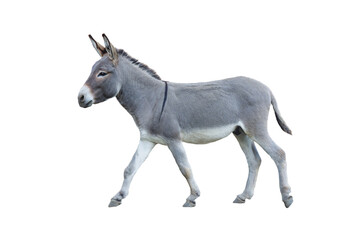 Fototapeta premium donkey isolated on white background