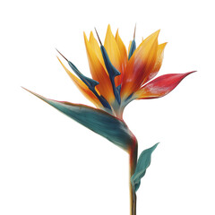 Vibrant Bird Paradise Flower Green