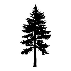 Isolated evergreen tree silhouette illustration for christmas tree and forest design needs