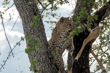 Obraz premium Leopard in wild savanna , Animal of africa