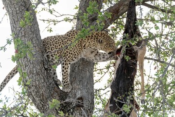 Leopard in wild savanna , Animal of africa