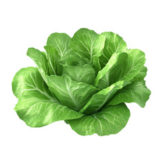Obraz premium Fresh green leafy vegetable close up shot healthy food natural produce