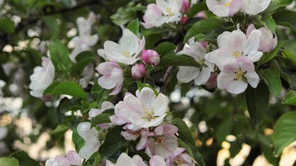 Apple blossom in the spring in the garden.