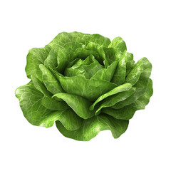 Fresh green lettuce head healthy food vegetable garden agriculture farm