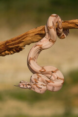 Boa constrictor (Boa constrictor) curling gracefully along a dry branch under golden sunlight. Open...