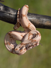 Boa constrictor (Boa constrictor) coiled tightly around a branch in a tropical setting. Calm sunlit habitat highlights the snake’s powerful presence.