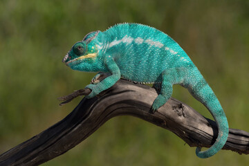 Parson’s chameleon (Calumma parsonii). Lizard stretches along twisted branch with jungle in background. Afternoon sun reveals bright blue hues and fine skin texture. Wild elegance in reptilian form.