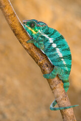 Parson&rsquo;s chameleon (Calumma parsonii). Calm posture along branch, showing rich green and spotted pattern. Warm golden tones of Madagascar backdrop. Texture and contrast highlight reptile&rsquo;s elegance.
