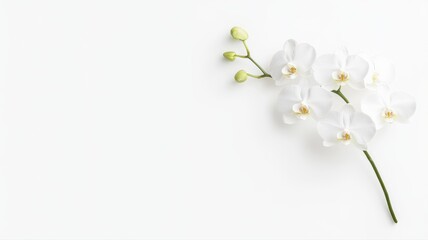 Obraz na płótnie Canvas Elegant White Orchid Branch on White Background orchid white orchid phalaenopsis flower white flower