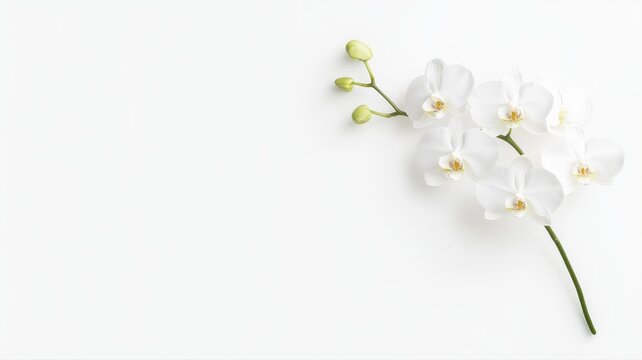 Elegant White Orchid Branch on White Background orchid white orchid phalaenopsis flower white flower