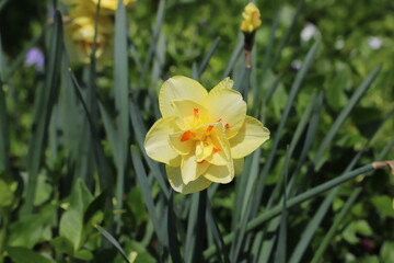 日本の春の庭に咲く黄色い八重咲き水仙の花