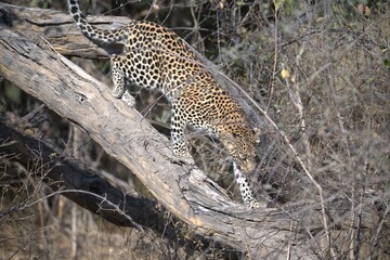 Leopard in wild savanna , Animal of africa