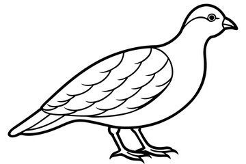 Elegant Quail Line Art