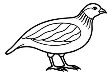 Fototapeta premium Elegant Quail Line Art