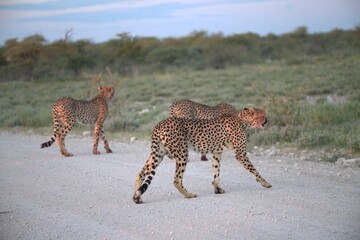 Cheetah in wild savanna , Animal of africa