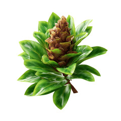 Fototapeta premium Lush Green Costus Spectabilis Plant with Unique Cone-Shaped Flower
