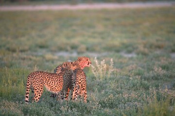 Cheetah in wild savanna , Animal of africa
