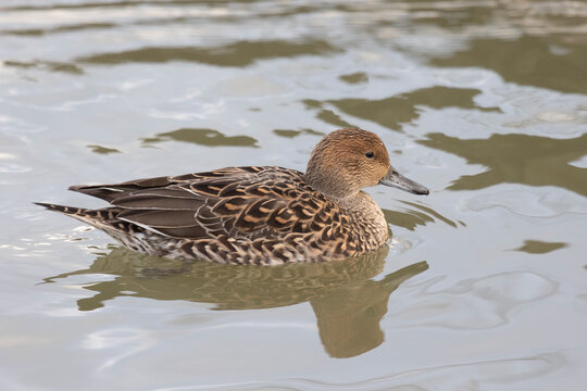 Female  Northern pintail swimming on water
