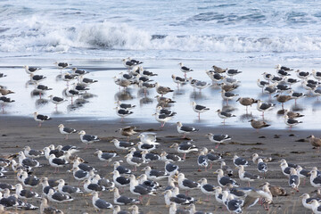 Fototapeta premium A large flock of flying seagulls on the ocean