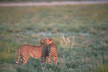 Cheetah in wild savanna , Animal of africa