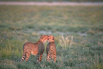 Cheetah in wild savanna , Animal of africa