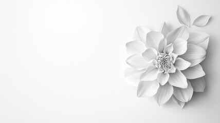 Monochrome Dahlia Blossom: Minimalist Floral Art dahlia flower monochrome floral blossom white bloom