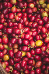 Vertical Horizon Ripe Red coffee bean berry plant fresh seed coffee tree growth green eco organic farm. Vertical red ripe seed robusta arabica berries harvest coffee garden. Fresh green coffee bean