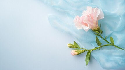 Elegant Pink Flower on Blue Fabric Background pink flower carnation blue fabric pastel soft delicate