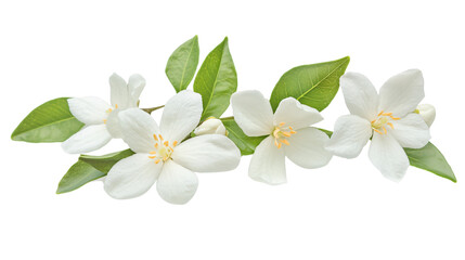 Obraz premium Jasmine Flower on White Background for Creative Design Projects
